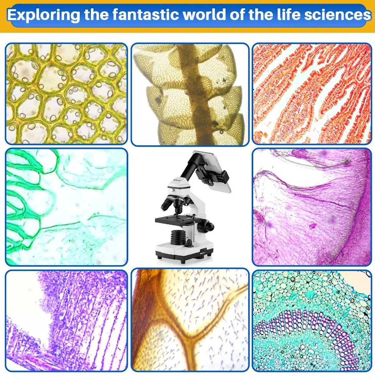 BEBANG 100X-2000X Microscopes for Kids Students Adults with Slides Set, Phone Adapter